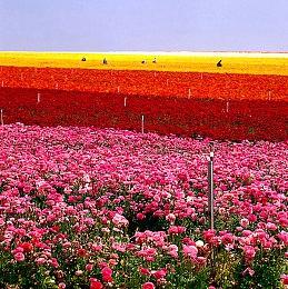 官方认证必看！《怪物猎人：荒野》游星欧米茄讨伐解说视频